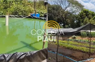 ‘Quintais Ecológicos’ levam alimentação saudável e renda a comunidades em Parnaíba (Foto: Conecta Piauí)