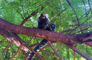 Sagui-comum (Foto: Maria Clara César/ Conecta Piauí)