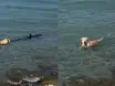 Cachorro mostra coragem, pula no mar e morde calda de tubarão na Espanha