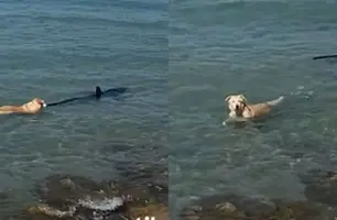Cachorro mostra coragem, pula no mar e morde tubarão na Espanha (Foto: Reprodução/Redes Sociais)