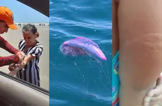 Luís Correia: caravelas-portuguesas causam queimaduras em mais de 40 banhistas