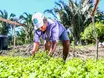 Produção agrícola piauiense cresce 384% em uma década e já responde por 10% do PIB