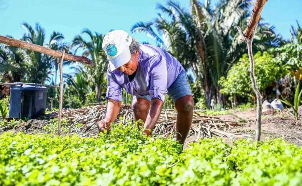 Produção agrícola piauiense