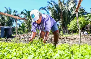 Produção agrícola piauiense (Foto: Reprodução)