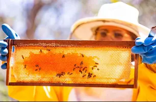 Produção de mel (Foto: Divulgação)