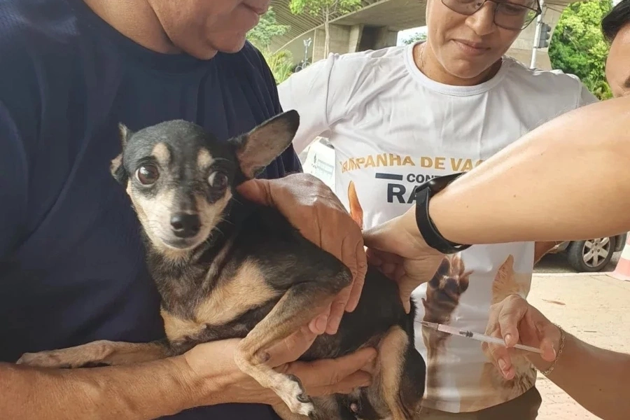 Vacina contra raiva inicia neste sábado (21) em Teresina