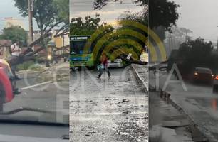 Árvores caem durante temporal e atingem veículos em diferentes zonas de Teresina (Foto: Reprodução)