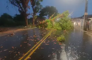 Avenida de Teresina é interditada após queda de árvore durante chuva (Foto: Reprodução)