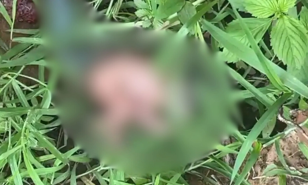 Bebê recém-nascido é encontrado abandonado dentro de matagal em Dom Expedito Lopes