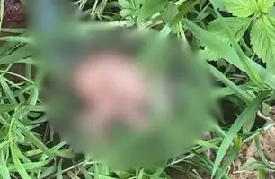 Bebê recém-nascido é encontrado abandonado dentro de matagal em Dom Expedito Lopes (Foto: Reprodução)