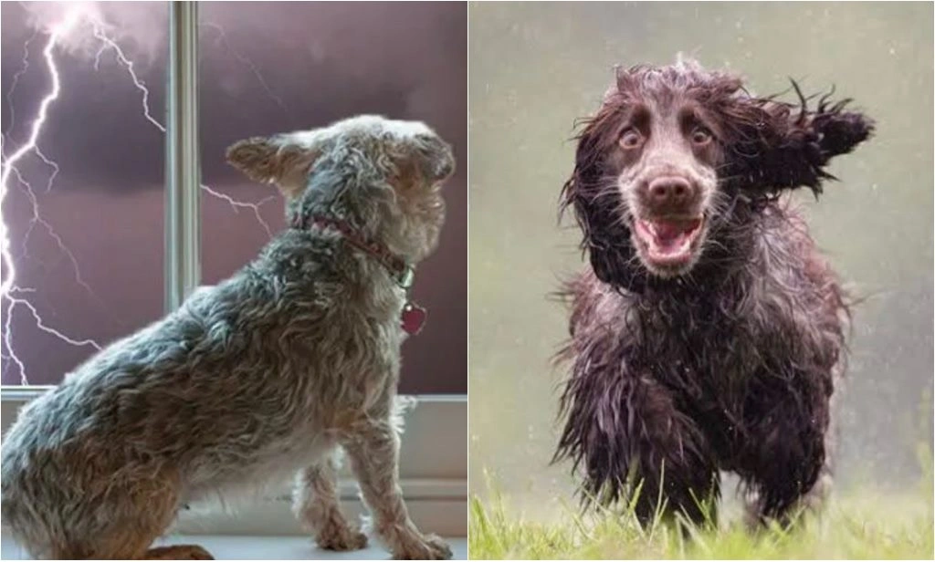 Começou a temporada de chuvas e os cuidados com os animais devem ser redobrados