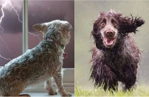 Começou a temporada de chuvas e os cuidados com os animais devem ser redobrados (Foto: Reprodução) Começou a temporada de chuvas e os cuidados com os animais devem ser redobrados (Foto: Reprodução)