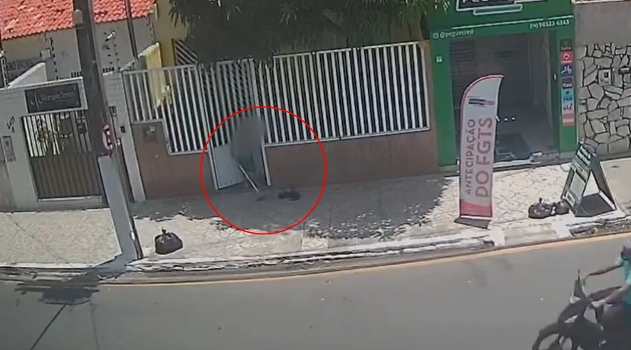 Idosa é indiciada por matar gato a pauladas em Aracaju