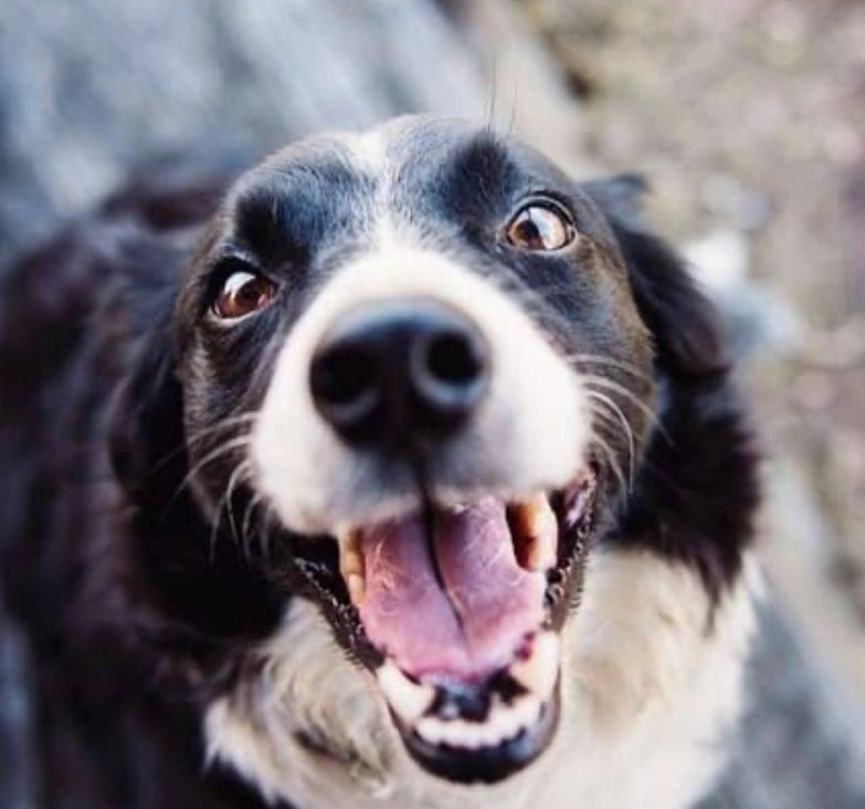 Janeiro branco e a conscientização à saúde mental dos animais
