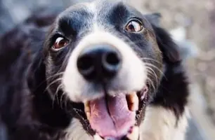Janeiro branco e a conscientização à saúde mental dos animais (Foto: Reprodução)