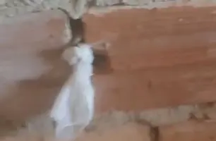 Mãe denuncia vizinho de se masturbar espiando sua filha de 4 meses em Barras (Foto: Reprodução)