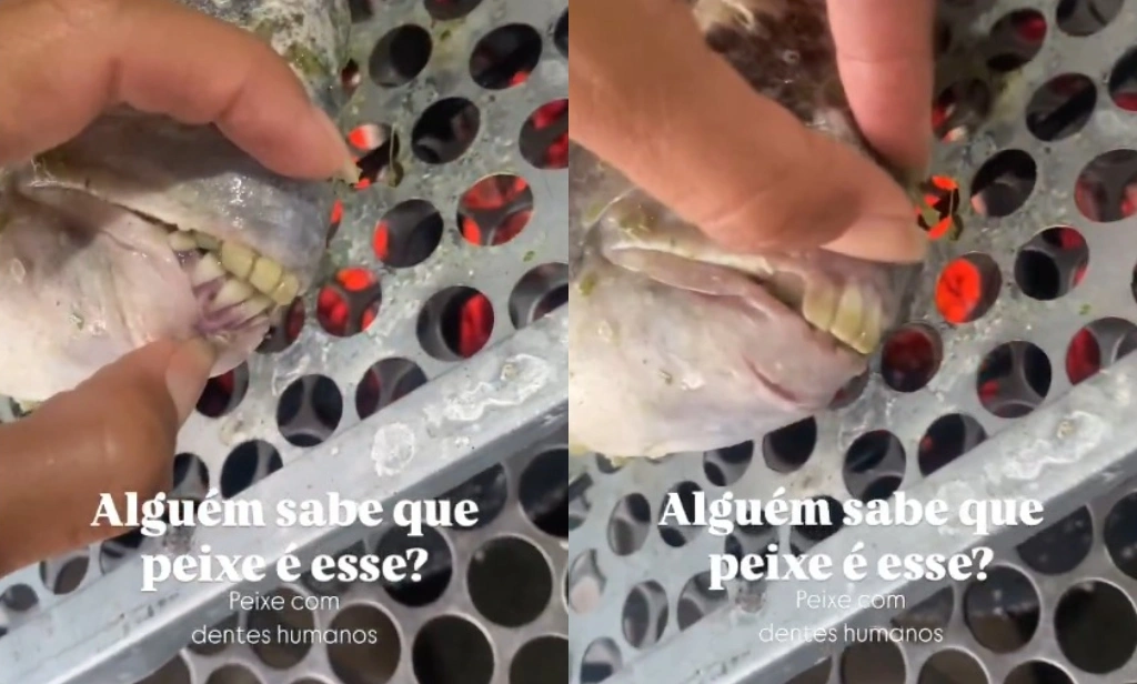 Mulher encontra peixe com dentes parecidos com dentadura humana no Espirito Santo