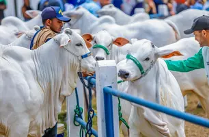 Programa Piauí Mais Genética já beneficia mais de 80 municípios e 500 produtores (Foto: Governo do Piauí)