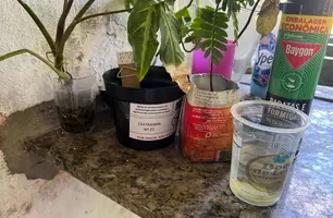 Sesapi instalará dispositivos para monitorar o Aedes em 10 cidades do Piauí (Foto: Reprodução)