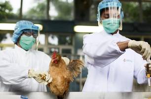 Surto de gripe aviária é detectado em criadouro de galinhas em Portugal (Foto: Getty Images)