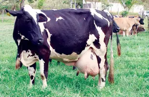 Vaca (Foto: Reprodução)