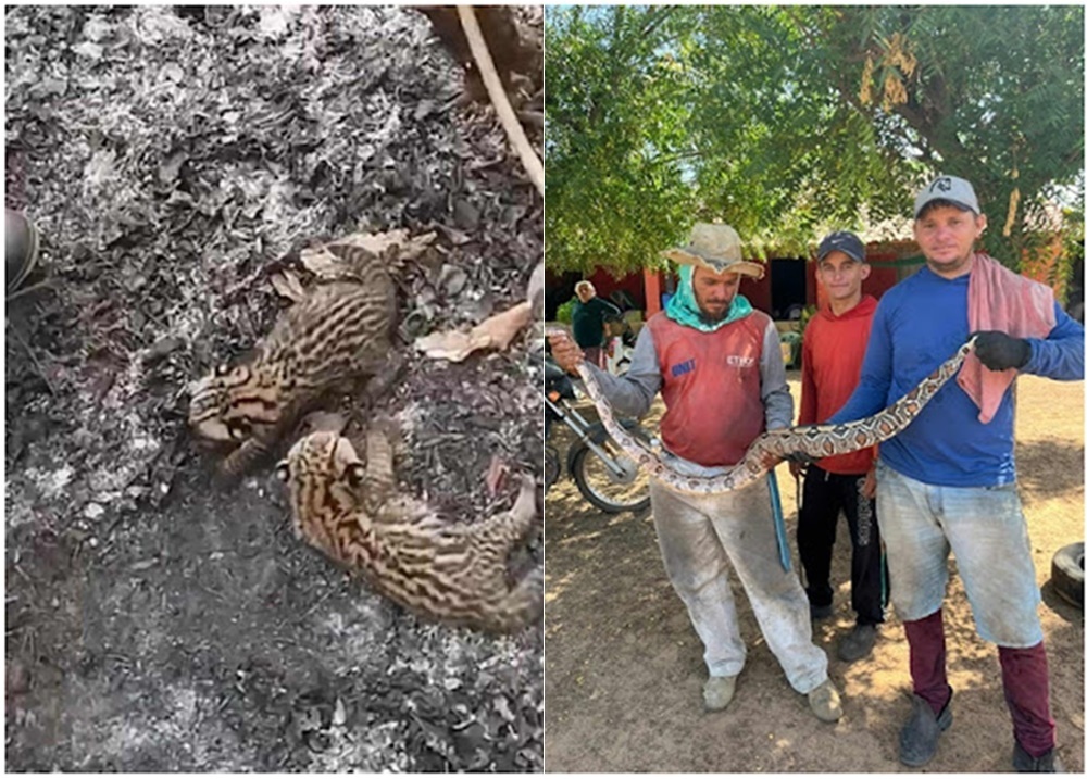 Animais vulneráveis à extinção são vítimas de queimadas no Norte do Piauí