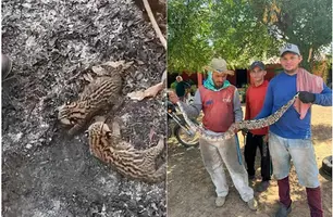Animais vulneráveis à extinção são vítimas de queimadas no Norte do Piauí (Foto: Reprodução)