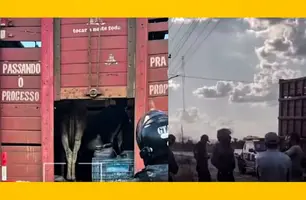 Caminhão com 20 jumentos é apreendido em Chapadinha; três são presos (Foto: Reprodução)