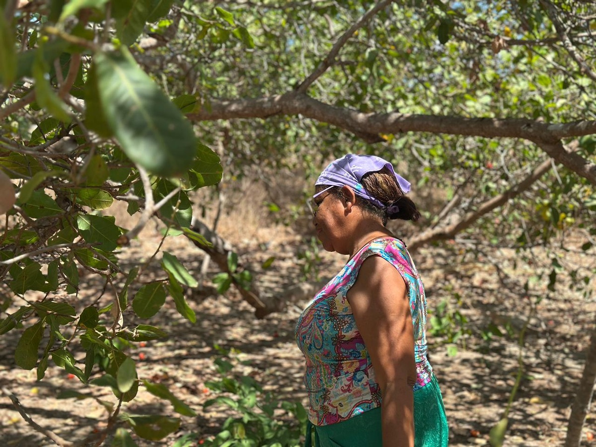 Do quintal para a feira: Dona Dalva transforma o caju em doces, geleias e sustento