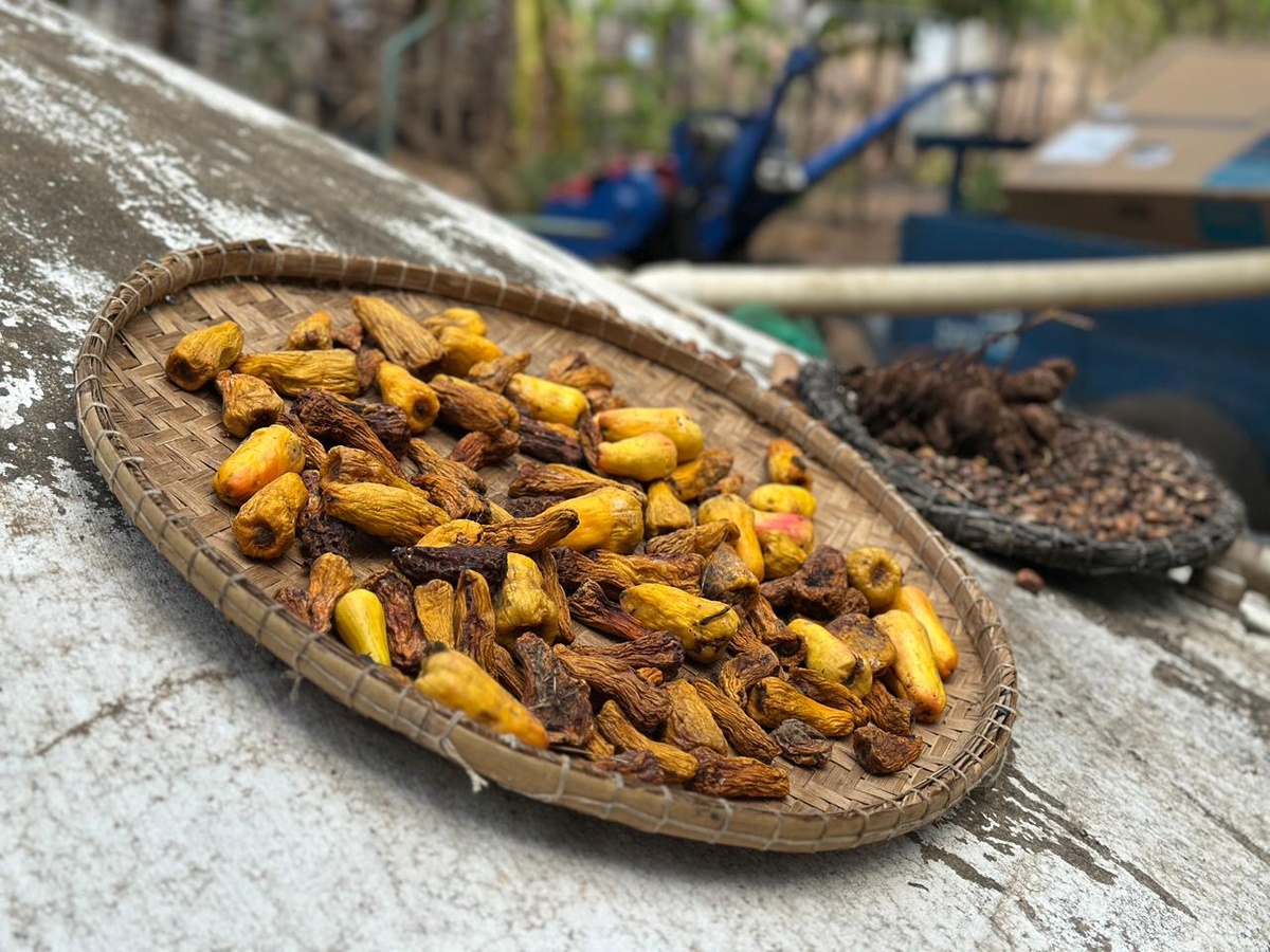 Do quintal para a feira: Dona Dalva transforma o caju em doces, geleias e sustento