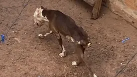 Dois cães pitbull são resgatados após denúncia de maus-tratos em Picos (Foto: Reprodução)