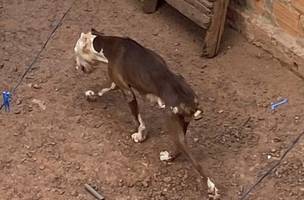 Dois cães pitbull são resgatados após denúncia de maus-tratos em Picos (Foto: Reprodução)