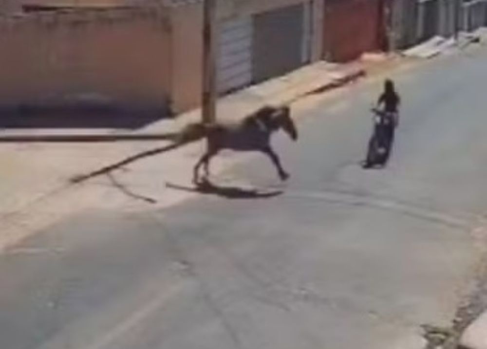 Dono de cavalo que causou acidente em Floriano deve responder por homicídio