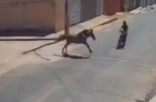 Dono de cavalo que causou acidente em Floriano deve responder por homicídio (Foto: Reprodução)