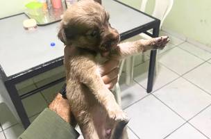 Filhote resgatado de rodovia é adotado como mascote por batalhão da PM em Teresina (Foto: Divulgação/PMPI)