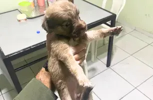 Filhote resgatado de rodovia é adotado como mascote por batalhão da PM em Teresina (Foto: Divulgação/PMPI)