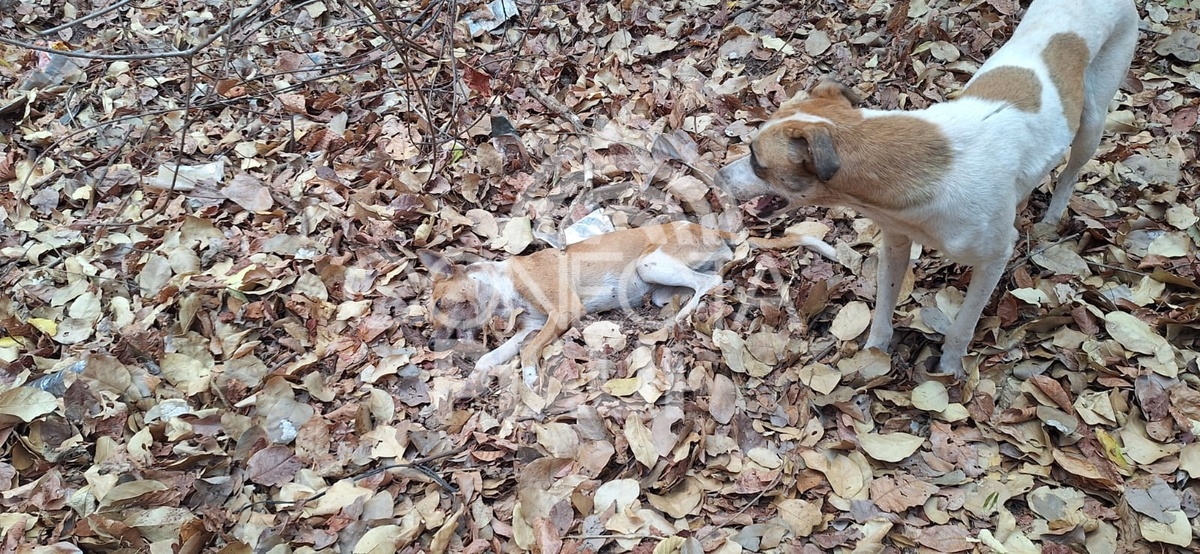 Homem é preso por espancar cachorro que comeu suas galinhas em cidade do Piauí