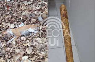 Homem é preso por espancar cachorro que comeu suas galinhas em cidade do Piauí (Foto: Reprodução)