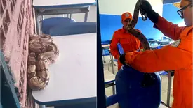 Jiboia é encontrada em cima de carteira em escola de Parnaíba (Foto: Reprodução)