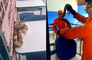 Jiboia é encontrada em cima de carteira em escola de Parnaíba (Foto: Reprodução)