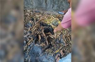 Ossada humana carbonizada é encontrada na zona Sul de Teresina (Foto: Imagem enviada ao Conecta Piauí)