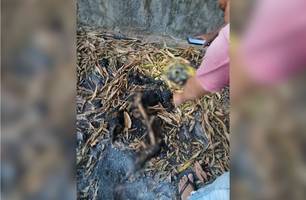 Ossada humana carbonizada é encontrada na zona Sul de Teresina (Foto: Imagem enviada ao Conecta Piauí)