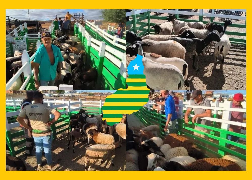 Paulistana sedia ExpoFest e movimenta economia com feira de ovinos e caprinos