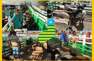 Paulistana sedia ExpoFest e movimenta economia com feira de ovinos e caprinos (Foto: Conecta Piauí)