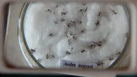 Pesquisa do Butantan padroniza nomenclatura de vírus da dengue (Foto: Agência Brasil)