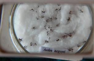 Pesquisa do Butantan padroniza nomenclatura de vírus da dengue (Foto: Agência Brasil) Pesquisa do Butantan padroniza nomenclatura de vírus da dengue (Foto: Agência Brasil)