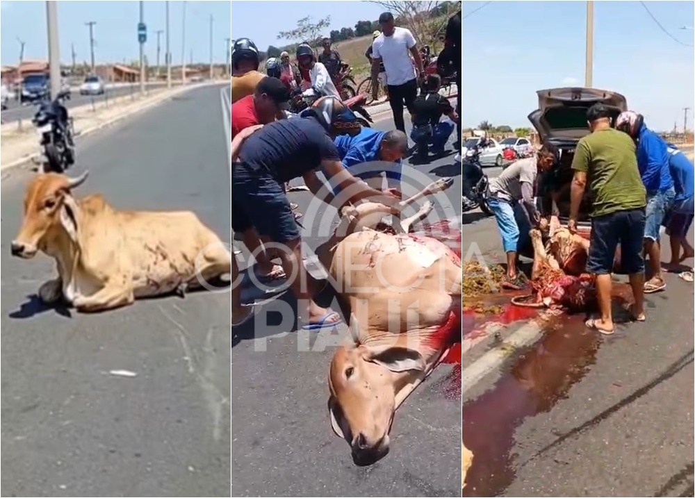 Pessoas que esquartejaram vaca após acidente fatal em Teresina serão investigadas