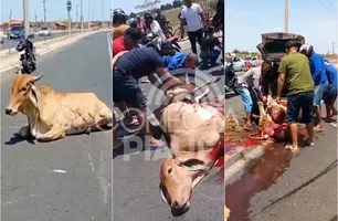 Pessoas que esquartejaram vaca após acidente fatal em Teresina serão investigadas (Foto: Reprodução)