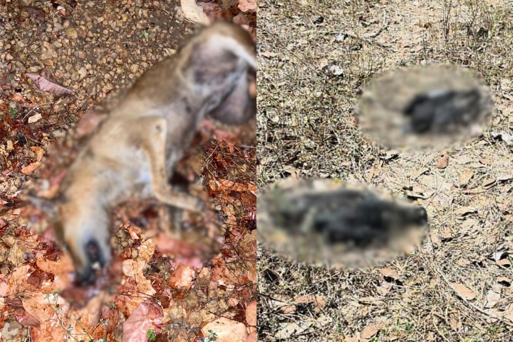Polícia investiga morte de cães e gatos suspeitos de envenenamento em Campo Maior