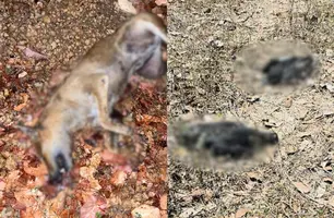 Polícia investiga morte de cães e gatos suspeitos de envenenamento em Campo Maior (Foto: Reprodução)